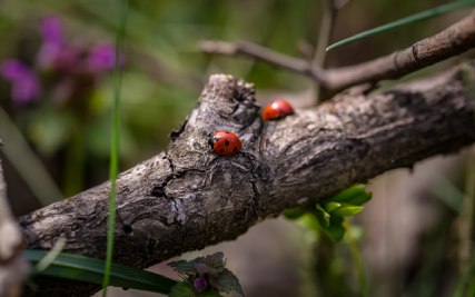 Common Garden Pests