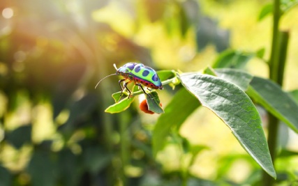Useful Insects in Your Garden