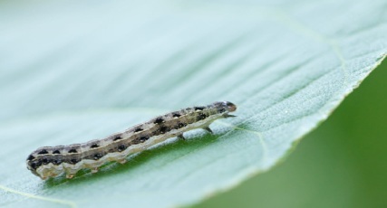 Cutworms