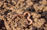 Earthworms