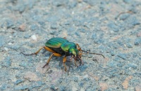 Ground Beetles