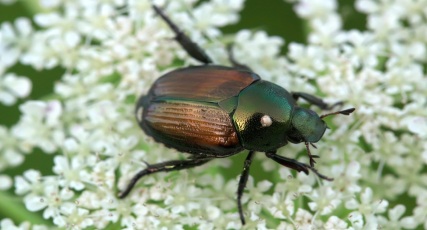 Japanese Beetles