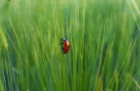 Ladybugs