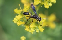 Solitary Wasps
