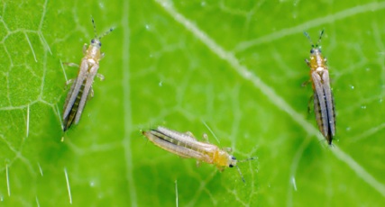 Thrips