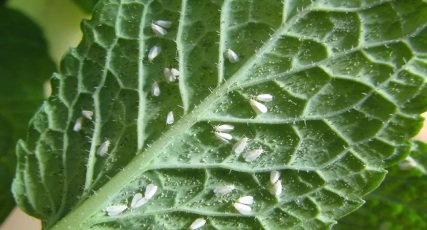 Whiteflies